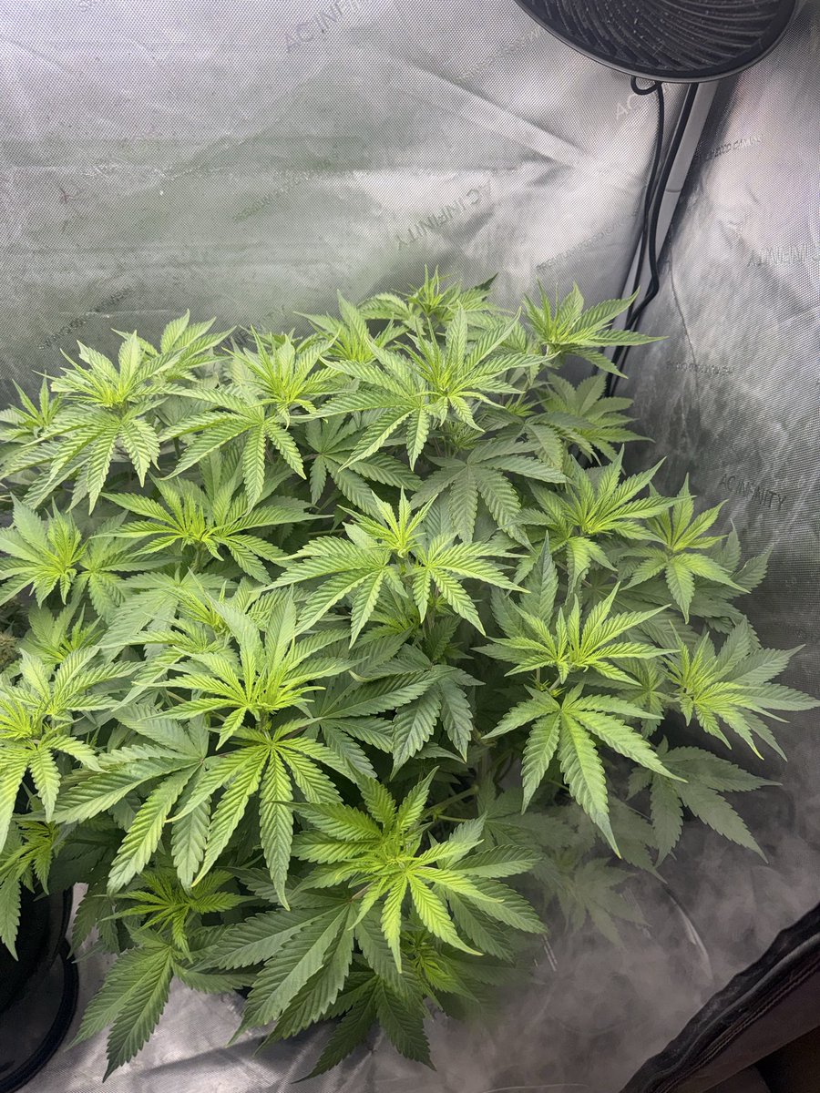 Papi__v1talis's tweet photo. @SeedsmanSeeds OG KUSH grown with @AcInfinityInc 

#plants #homegrown #cannacomunity #myacgrow https://t.co/8DVdcYDjtL