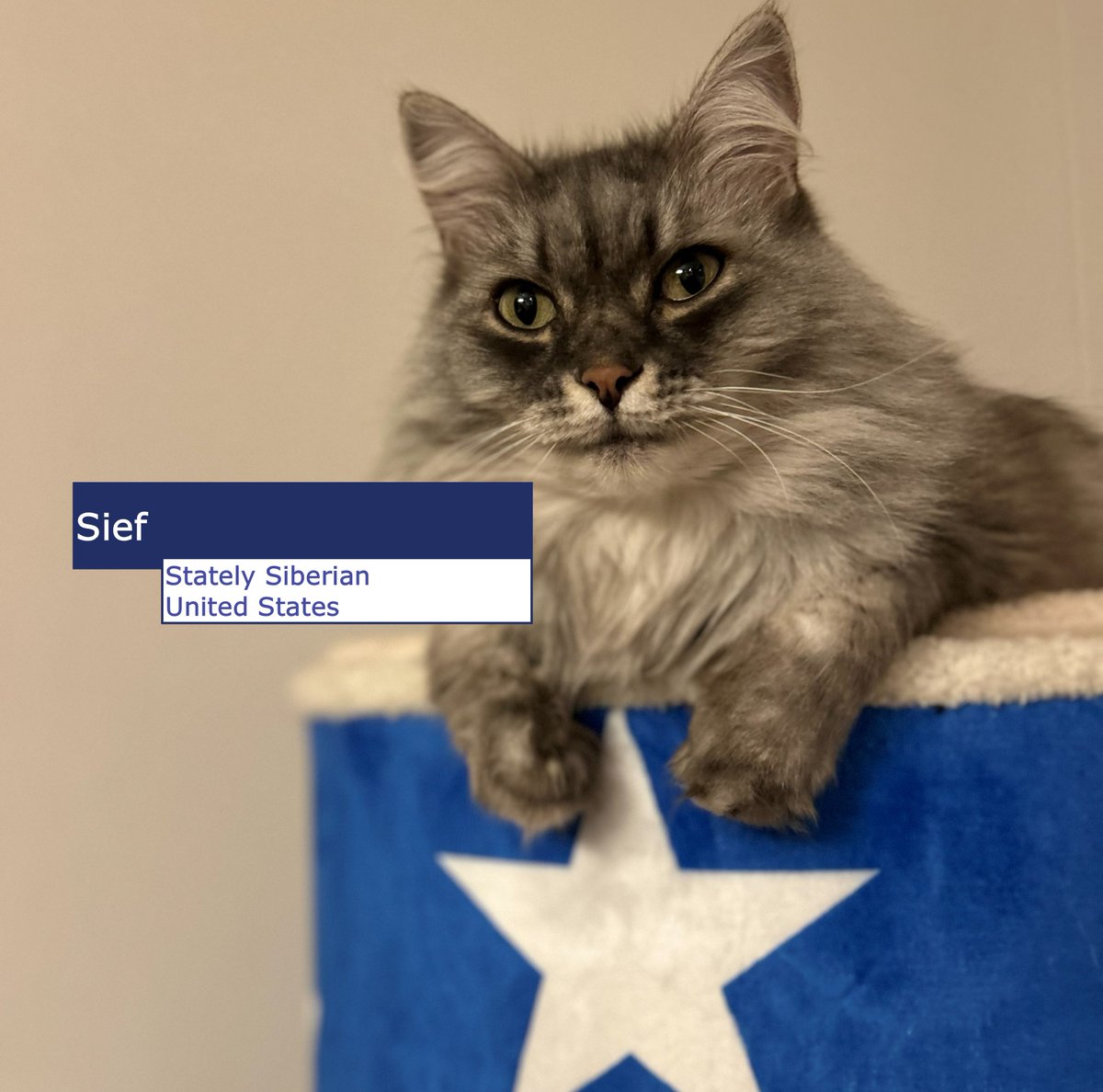NorwayUS's tweet photo. These diplo-cats answer to no one 🐱🐾

It's International Cat Day, and we're celebrating our fluffiest colleagues, many of them adopted right here in the United States. https://t.co/ch2kqZLcwb