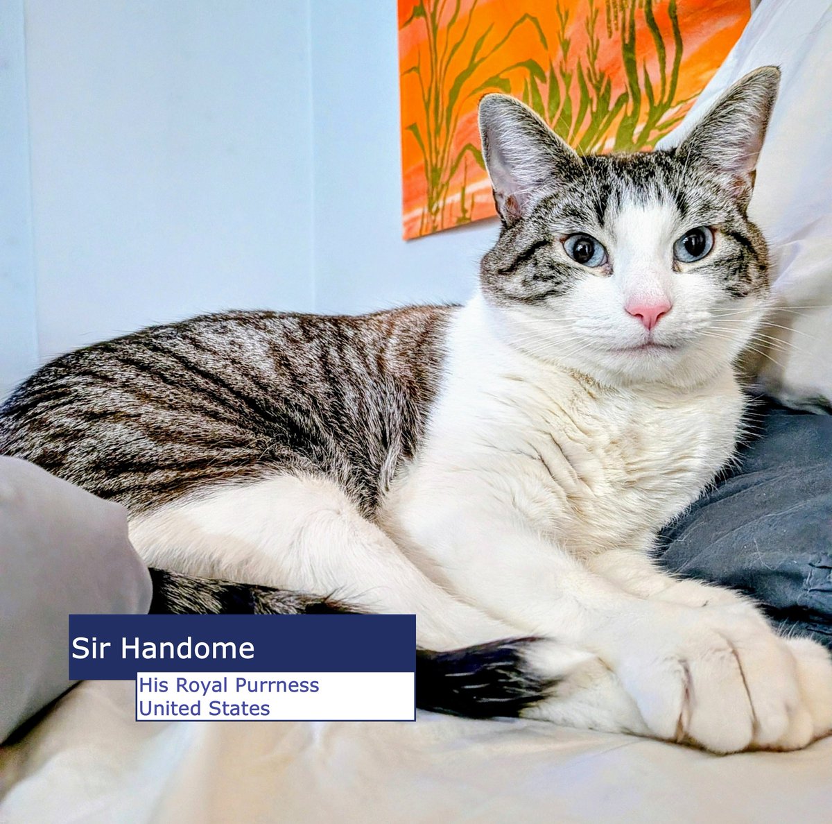 NorwayUS's tweet photo. These diplo-cats answer to no one 🐱🐾

It's International Cat Day, and we're celebrating our fluffiest colleagues, many of them adopted right here in the United States. https://t.co/ch2kqZLcwb
