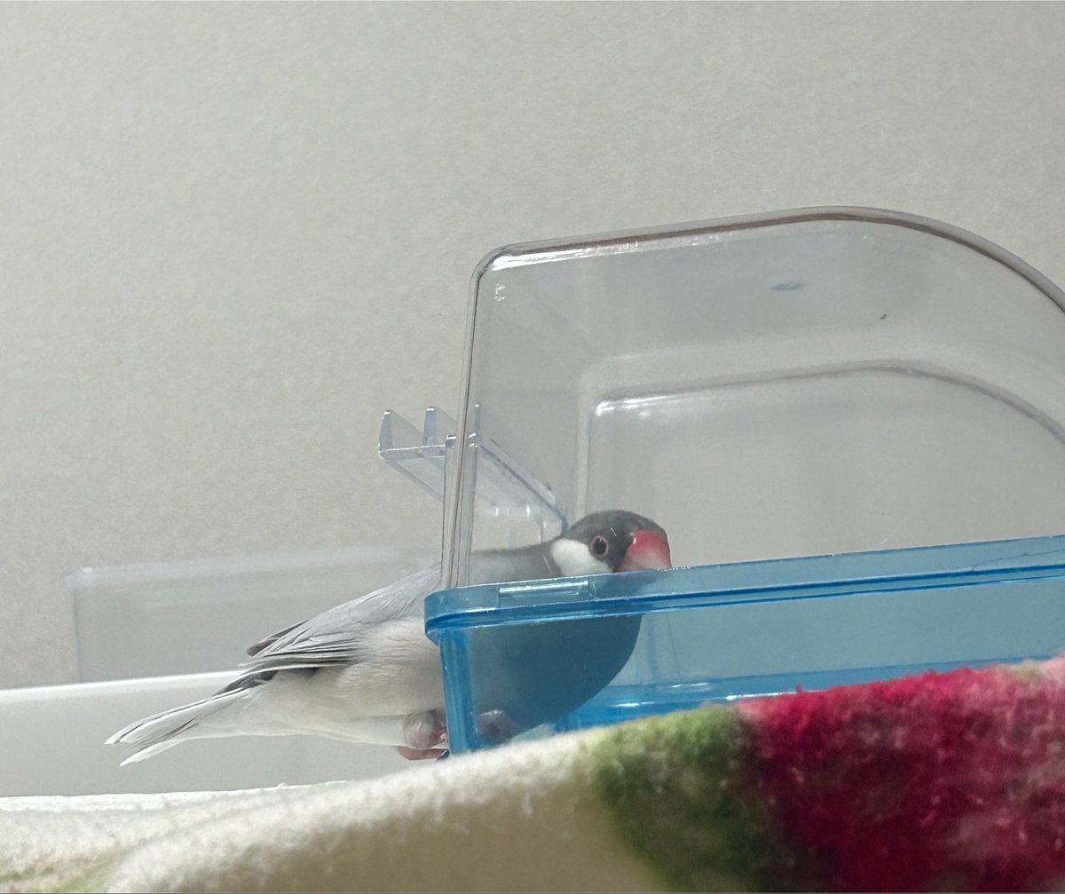 PNmuji's tweet photo. 🐦飼主見てる？
って確認しながら水浴びを始めるプンプン。
足が悪いから水浴中は声掛けながらずっと見守ります😄
あとザッパ君が覗きに来たら、パフォーマンスでザッパ君に「待っててねー」と声掛けの係。
ふたりしてチラチラ飼主の顔見て来るのも可愛い🤭 https://t.co/DW4IBcWcbr