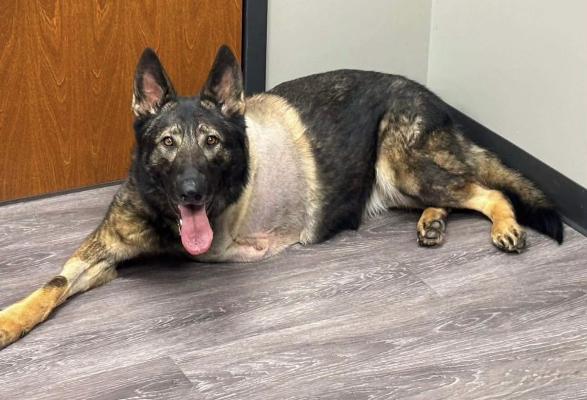 MilitaryCooI's tweet photo. Bestla was officially retired at the City of King, North Carolina. K-9 Bestla had served the citizens of King since 2019.

K-9 Bestla had been diagnosed with cancer in late 2025 and sadly had her leg amputated in early 2026. Now she will live out her retirement with Sergeant Batterton and his family.

Enjoy your well deserved retirement K9 Bestla... Thank you for your service 🙏🏻🐾