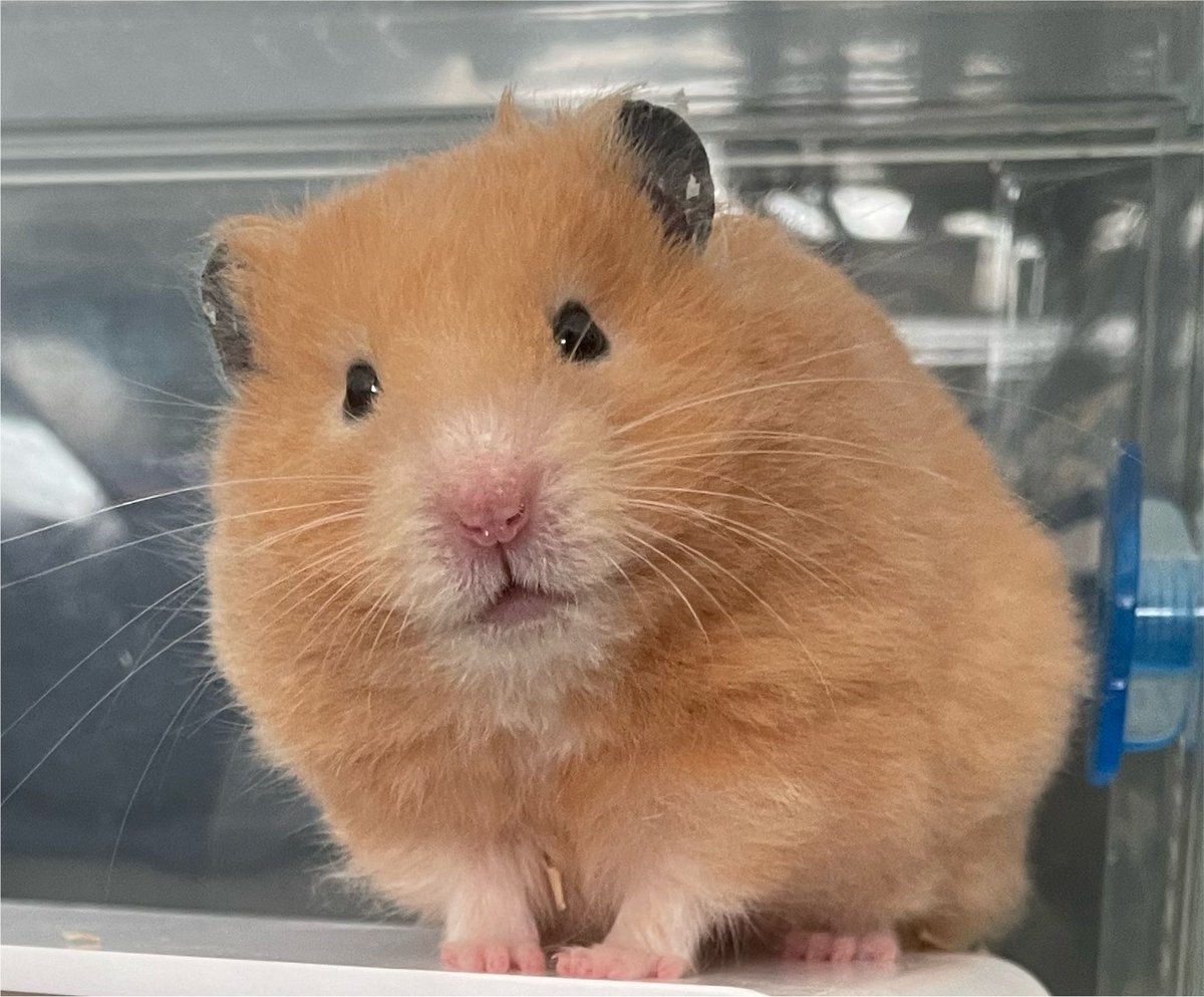 miso_daifukuham's tweet photo. 女将のような佇まい🐹 https://t.co/wv3n77yDnL