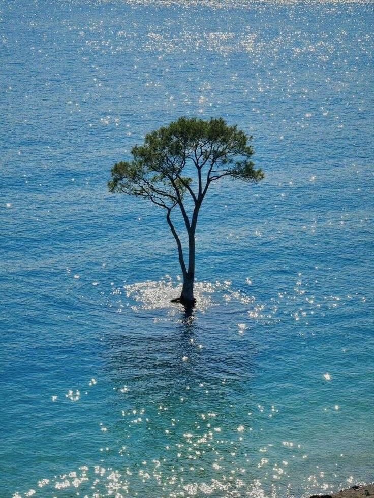 naturehealyou's tweet photo. alone can be beautiful too https://t.co/INXPN1w8pp