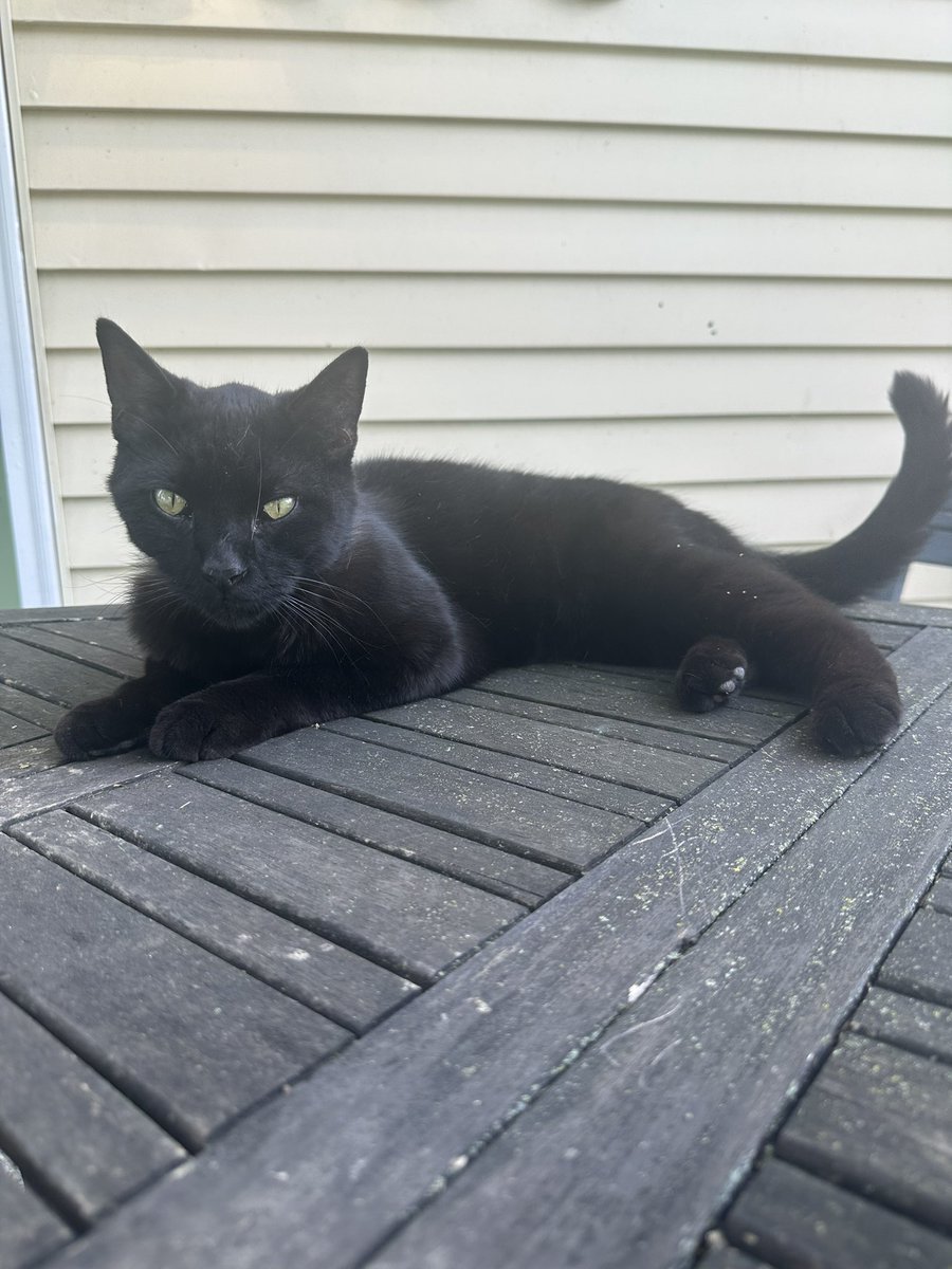 PO0PHEAD's tweet photo. Me today ft. 3/7 cats I feed outside. Bees, Karl and pale horse https://t.co/WJ4z59tfir