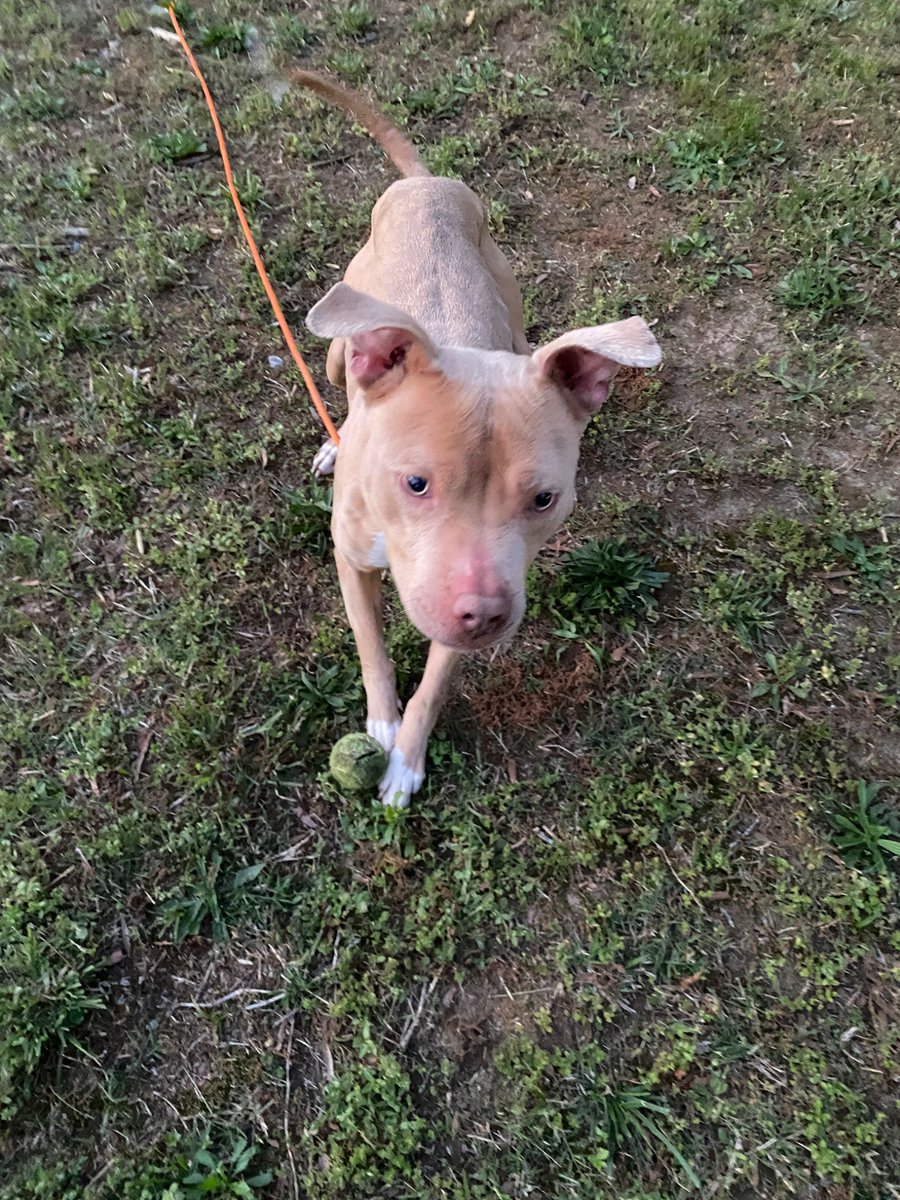 Multiverseboy5's tweet photo. @BestinDogs My older sister has a dog named buddy too (hi) https://t.co/GI7lCIiKlf