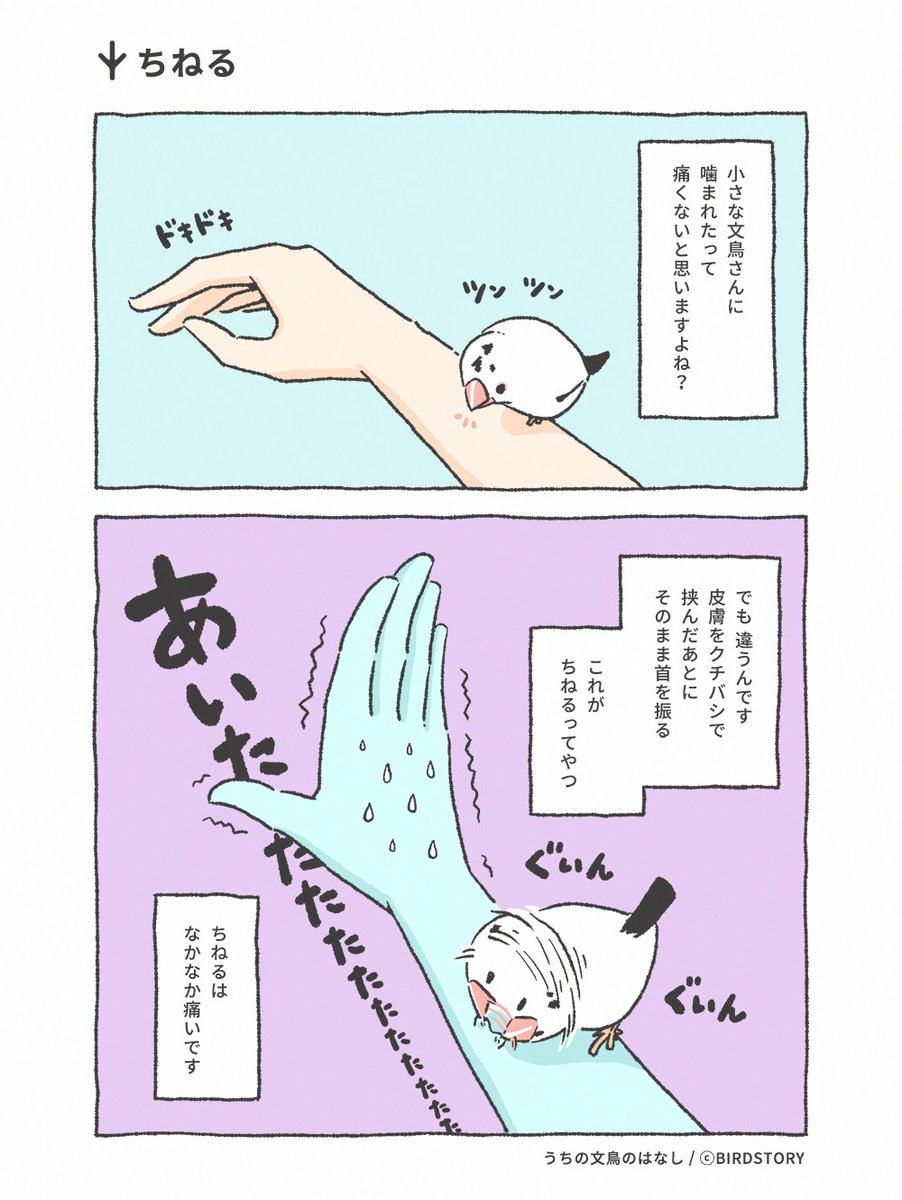 Birdstory_pic's tweet photo. 文鳥さんの「ちねる」はなかなか痛い。
人の急所（皮膚の柔らかいところ）を知っている気がする🐣💦

#BIRDSTORY #うちの文鳥のはなし #漫画が読めるハッシュタグ https://t.co/hek8Ghk5QM