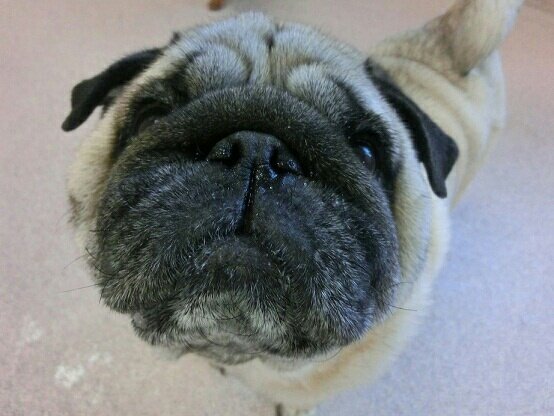 pagunokotarou's tweet photo. 今日も一日
パグかわいいよね〜！
#パグの日 https://t.co/kTvJJrhK79