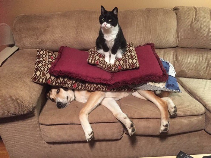 _ko_mon's tweet photo. @gayle_dallas @escuchaaaa @michellephant77 @kh_hildreth @frede_kenter @EmilysToys1 @mitrebcn @Fukyolisergikar @David_Jenkins_7 @van_strael Oh, yes! But everyone understands it differently... 😹
#photo via pinterest 
#catsanddogs #dogs #cats #catgang #CatsOfTwitter #Caturday #HappyCaturday #CatLovers #CatsOfX https://t.co/uRtdCm4Jb5
