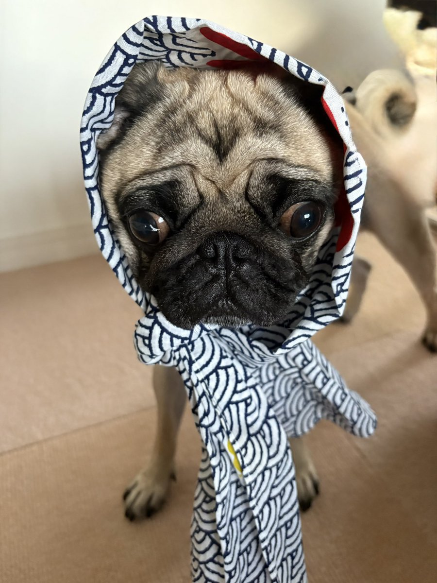 2pug2pug's tweet photo. 89パグの日🐶
全てのワンちゃん🐶が
幸せでありますように✨ https://t.co/tmuMRyFmte