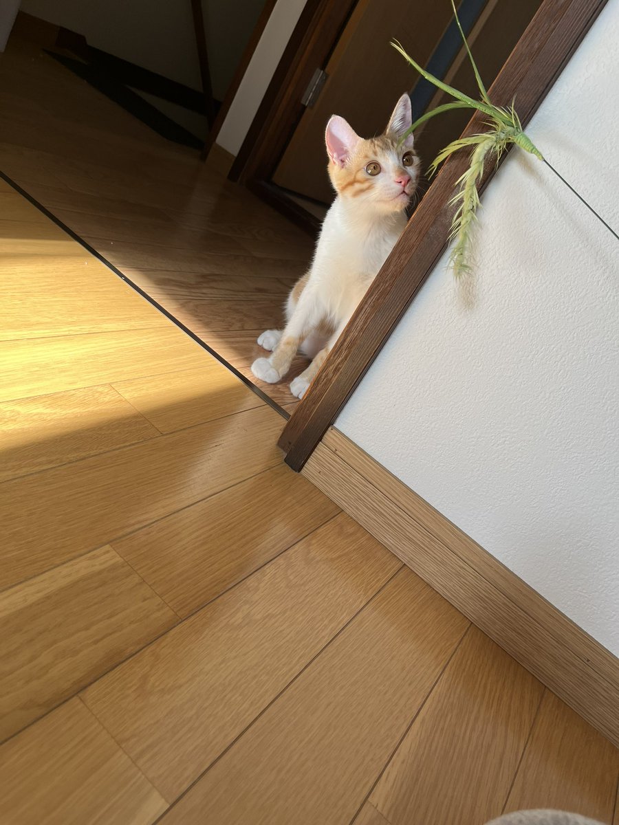 chairoi728's tweet photo. まだ持ち堪えている、猫じゃらし。
もう少し頑張ってください🌿

#猫のいる暮らし https://t.co/p1VbwcnCv2