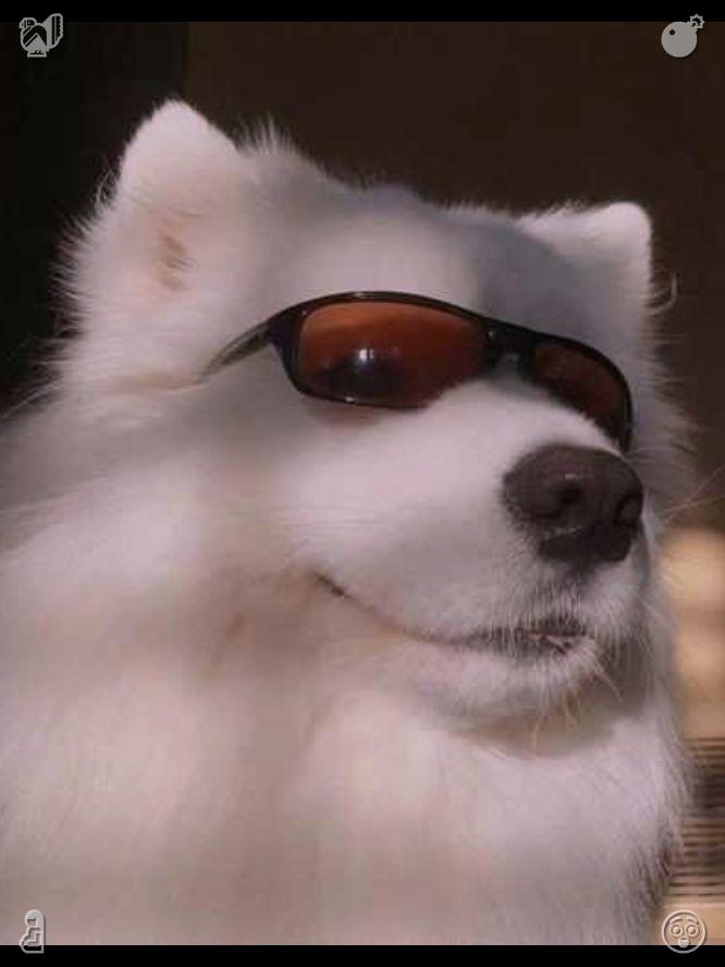 nick_blog_'s tweet photo. 🦮The dog runs on the beach with winter wind486965Meticulous work is our advantage over competitors Today all processes are perfectly adjusted! https://t.co/DWt4MAGpIl
