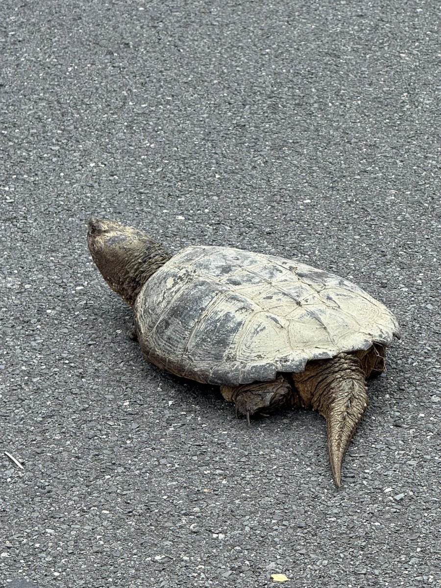 KingG5's tweet photo. I found a dinosaur today!   🦖 https://t.co/KkkgCHy4SX