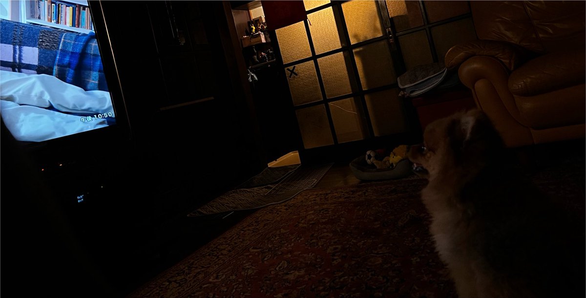 KeikoSharon's tweet photo. 深夜じっくりTV観てる犬w https://t.co/v3odwi7zw8