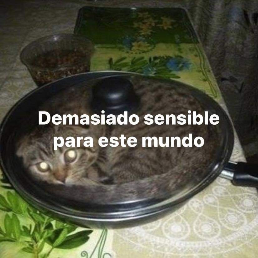 Animalesaprieto's tweet photo. https://t.co/xoMndQXBCA