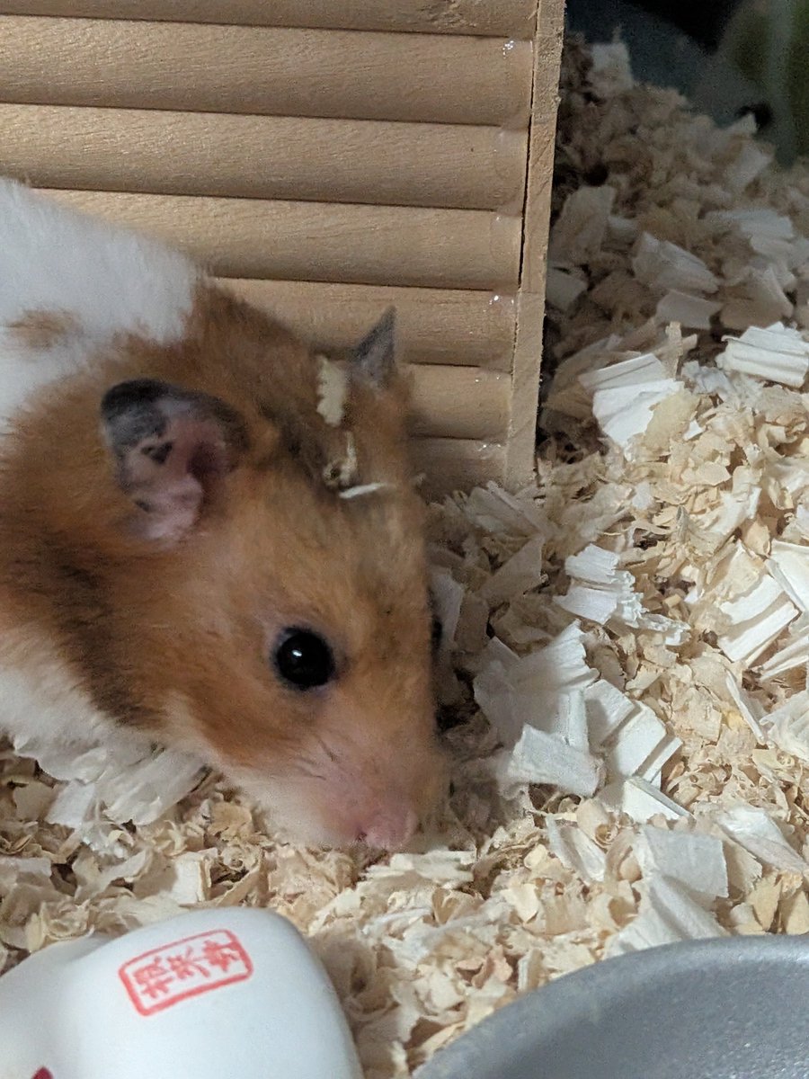 hamster10_mil's tweet photo. ひゃっはーな髪型
#ハムスター #hina https://t.co/cImSGTBixt