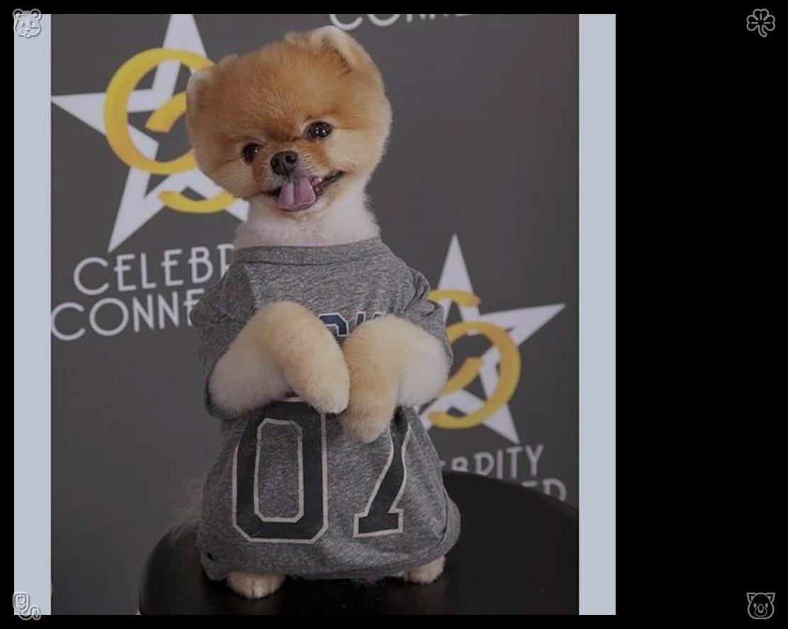 koki227__vw's tweet photo. 🗼Dog sleeps comfortably741501Darts with colleague Win, 5:3 https://t.co/jZIY6Lt1f5