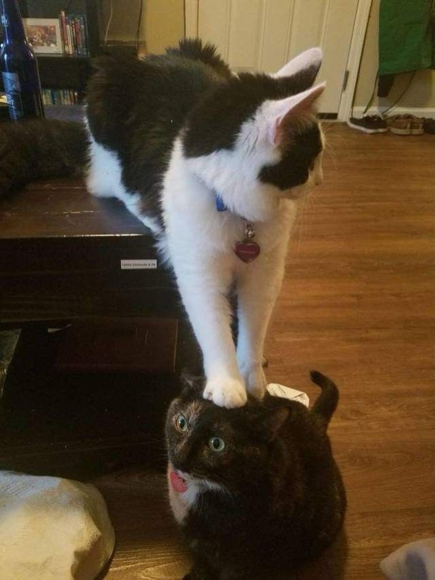 catsworldaura's tweet photo. https://t.co/6yPqPTkYko