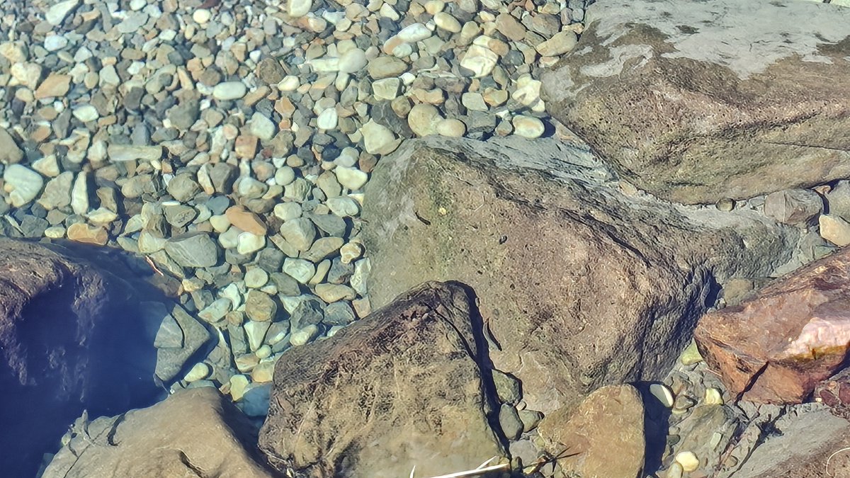 nafujii's tweet photo. 川の水がすごくきれいだよ！
お魚もいっぱいいいるよ！ https://t.co/gg7BR1JrTN