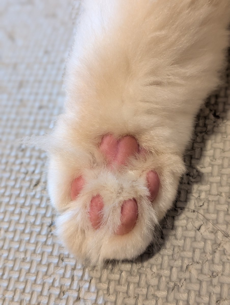 toki3_nyan's tweet photo. 綺麗にバリカンしてもらったね〜 https://t.co/rQ7KUKvHRG