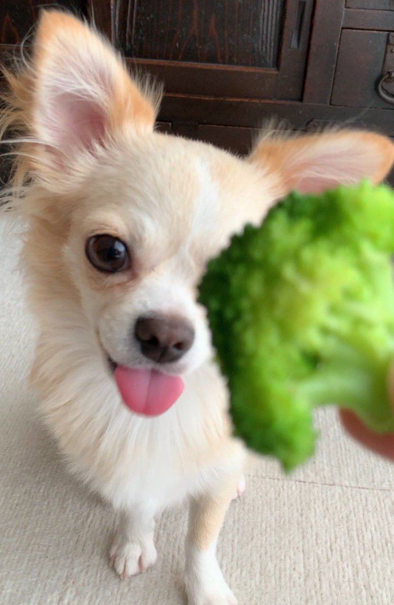 pyanko's tweet photo. 👅🥦

#チワワ https://t.co/syOC0i6hOh