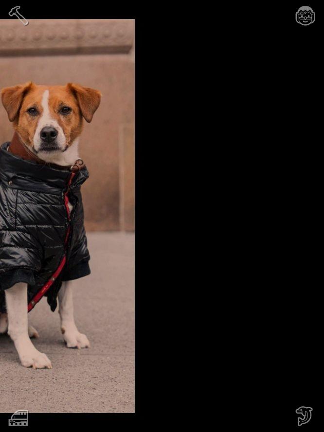 Veitail tweet picture