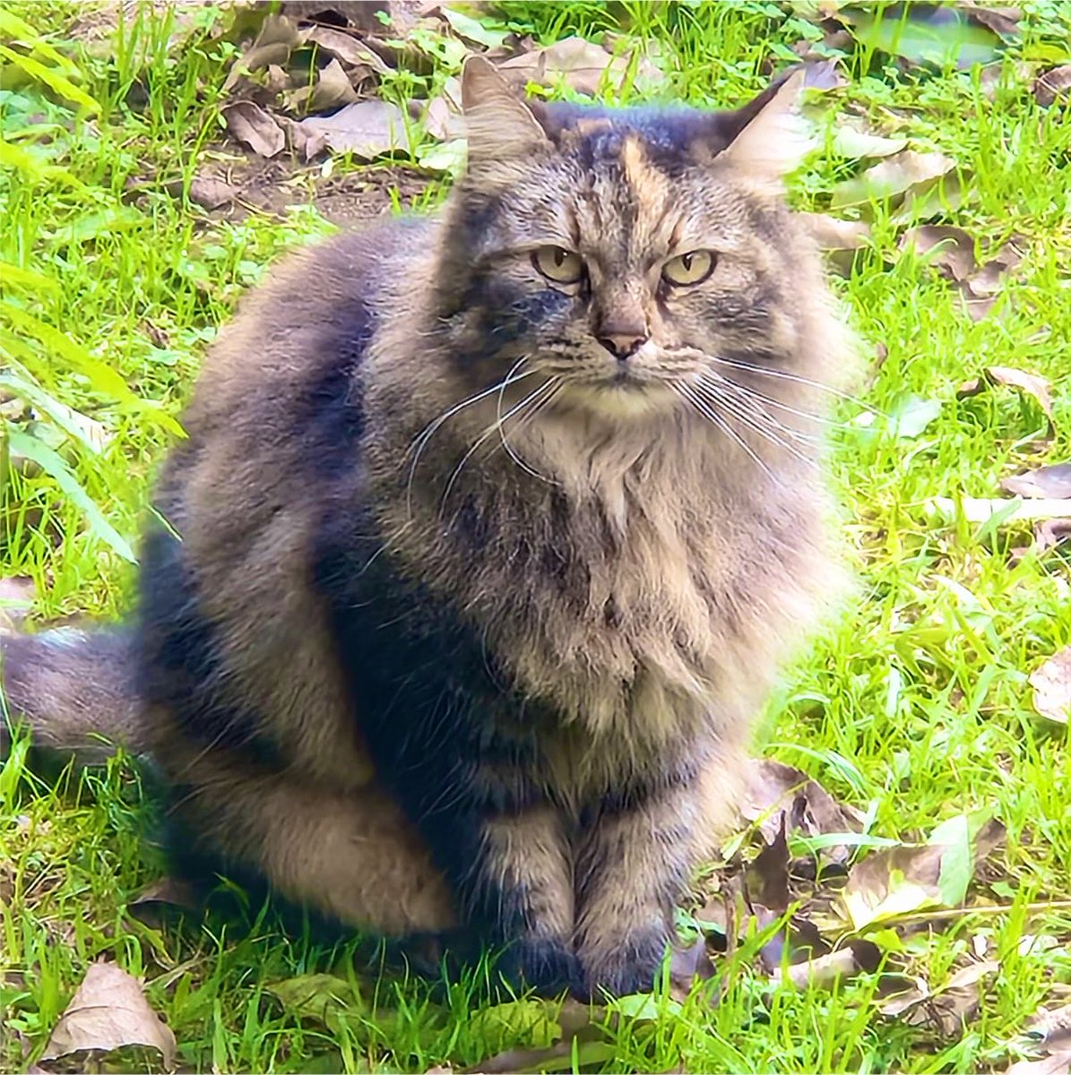 hacefelizungato's tweet photo. #DiaInternacionalDelGato (hay 3 en el año) y nuestro homenaje es con SKY 🌌 recientemente abandonada en el Botánico pero igual así de majestuosa. 
🥰🥹

¿Nos dejan sus fotis de rescatados y adoptados? https://t.co/CJmiY6Em6i