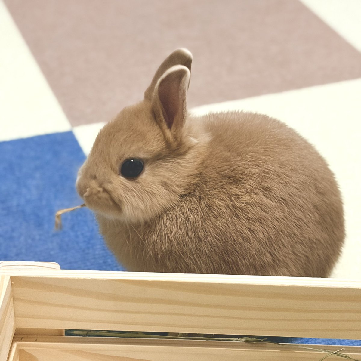 fry_spectacle's tweet photo. きゅる🥺 ちろ👀 https://t.co/4PBmlOKQBl