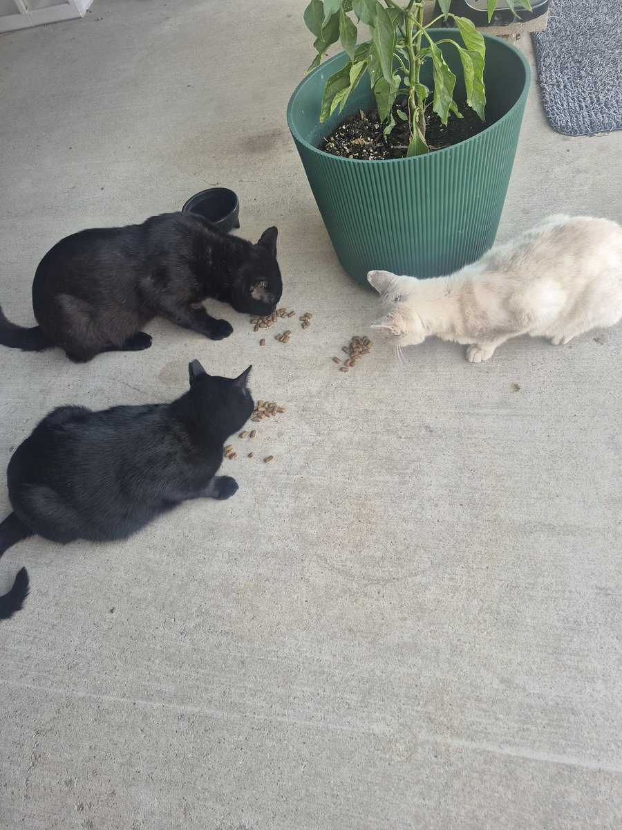 swordoftru73226's tweet photo. @MyFeralNeighbor https://t.co/G9PxwQTRNZ
