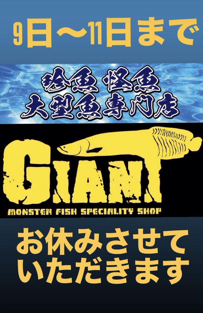 GIANT99844672's tweet photo. 9日〜11日までお休みさせていただきます。

#モンスターフィッシュ
#熱帯魚
#古代魚
#特殊個体
#巨大魚
#珍魚
#怪魚
#大型魚
#大型魚専門店GIANT
#熱帯魚屋
#熱帯魚買い取り
#熱帯魚引き取り
#水槽買い取り
#水槽引き取り
#四国
#香川県
#高松市 https://t.co/dUnkSge6NB