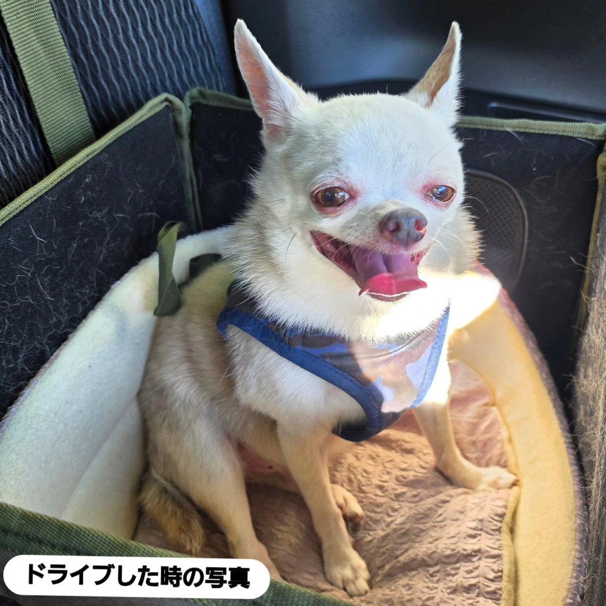 Group_blonde's tweet photo. 今日も朝から暑い✨☀️✨
水分補給し熱中症気を付けましょう

成増店は明日から三連休となります。

本店、丸山台店は通常通り(月)(火)休み
水曜日から営業致します

宜しくお願い致します

さぁ！今週もラストワークだ！👊
#チワワ #チワワ党
#初代親バカ倶楽部 #シニア犬 
#お弁当 #お弁当記録 https://t.co/Iw7j3WRzXJ