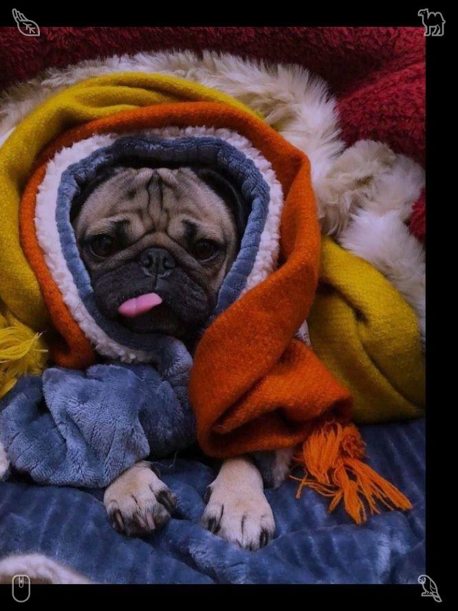 tomperson01's tweet photo. ⛸Spring walk Thunderstorm, passed730228Tomato with greensCeramic spoon https://t.co/I7vI0ECNOg