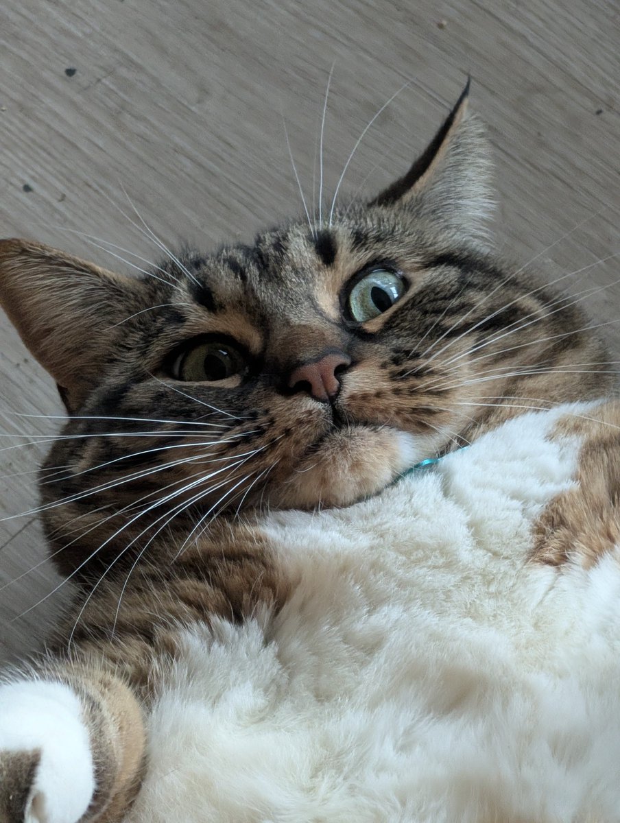 levitheva tweet picture