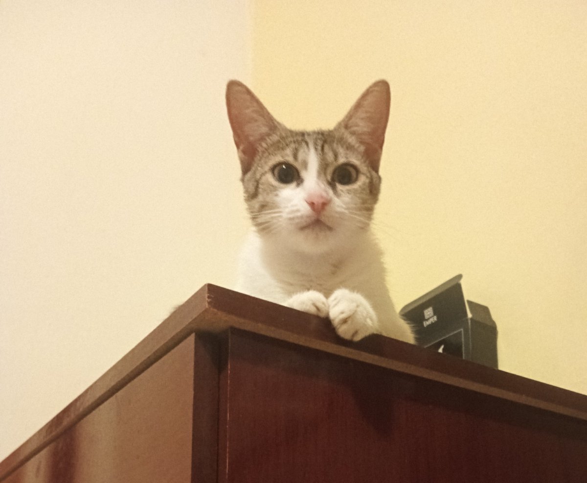 YarielSuarez612's tweet photo. Sé la persona que un gato callejero esperaba encontrar. https://t.co/OXpT6kQJwT