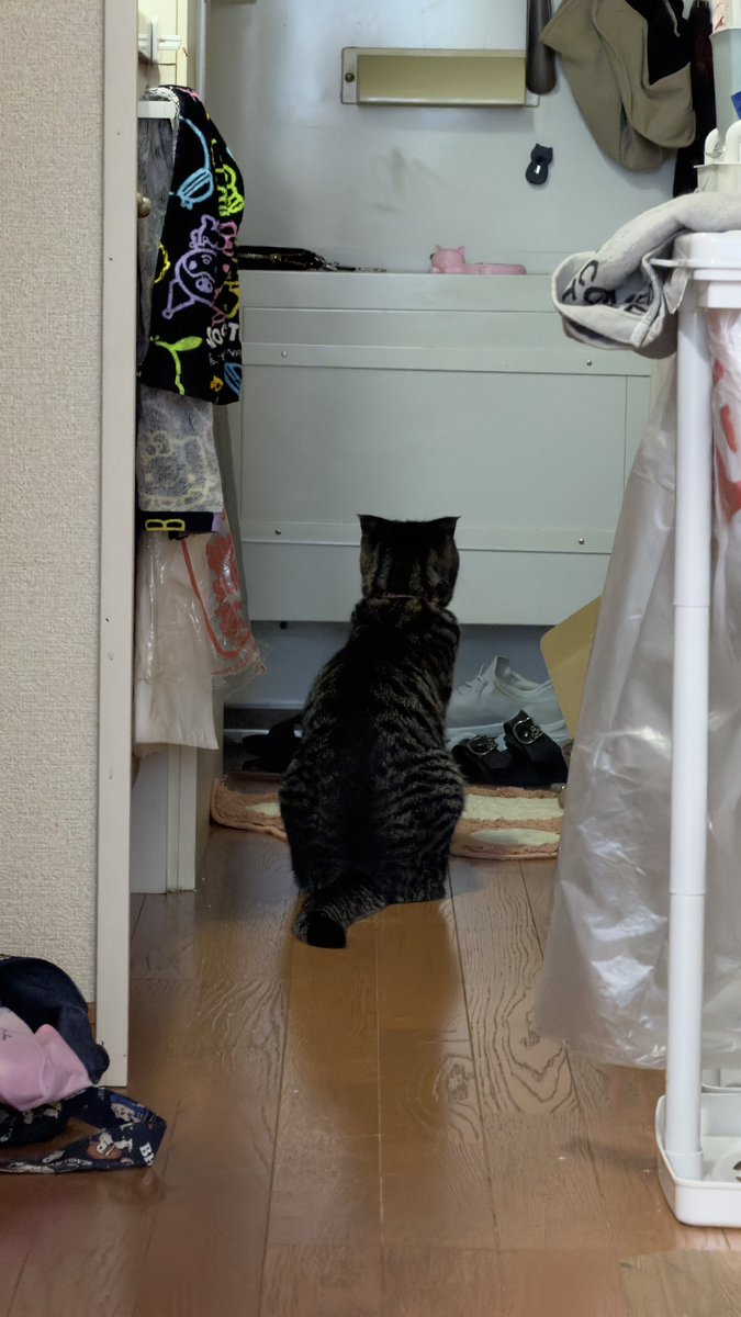 BURI0506's tweet photo. ブリはよく玄関ドアを見つめながら佇んでいます
白馬に乗った王子様を待っているのだと思います
#キジトラ #保護猫 #猫のいる暮らし #猫好きさんと繋がりたい https://t.co/AHdR1uw078