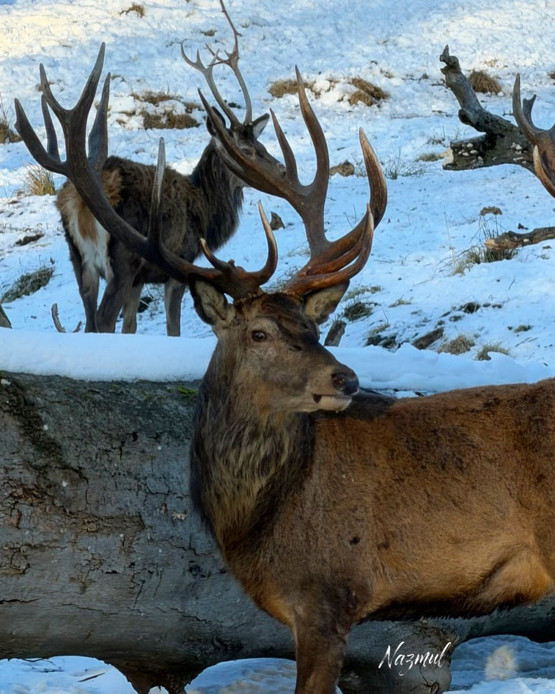 HashanNazmul's tweet photo. Late afternoon, February 19th.
Christian IX's Hegn, Dyrehaven. 🤍🦌
Two kings in winter light. https://t.co/5GTiRajYFx
