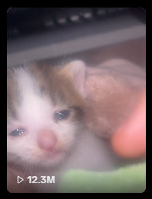 Giggly23SOL's tweet photo. I found the IRL sadcat 

This kitten pulled 12.3M views on TikTok, and somehow we’re still chasing ai generated cat slop. 

Such a simple and cute meme that we can get behind on international cat day! https://t.co/tmGdlPErhU