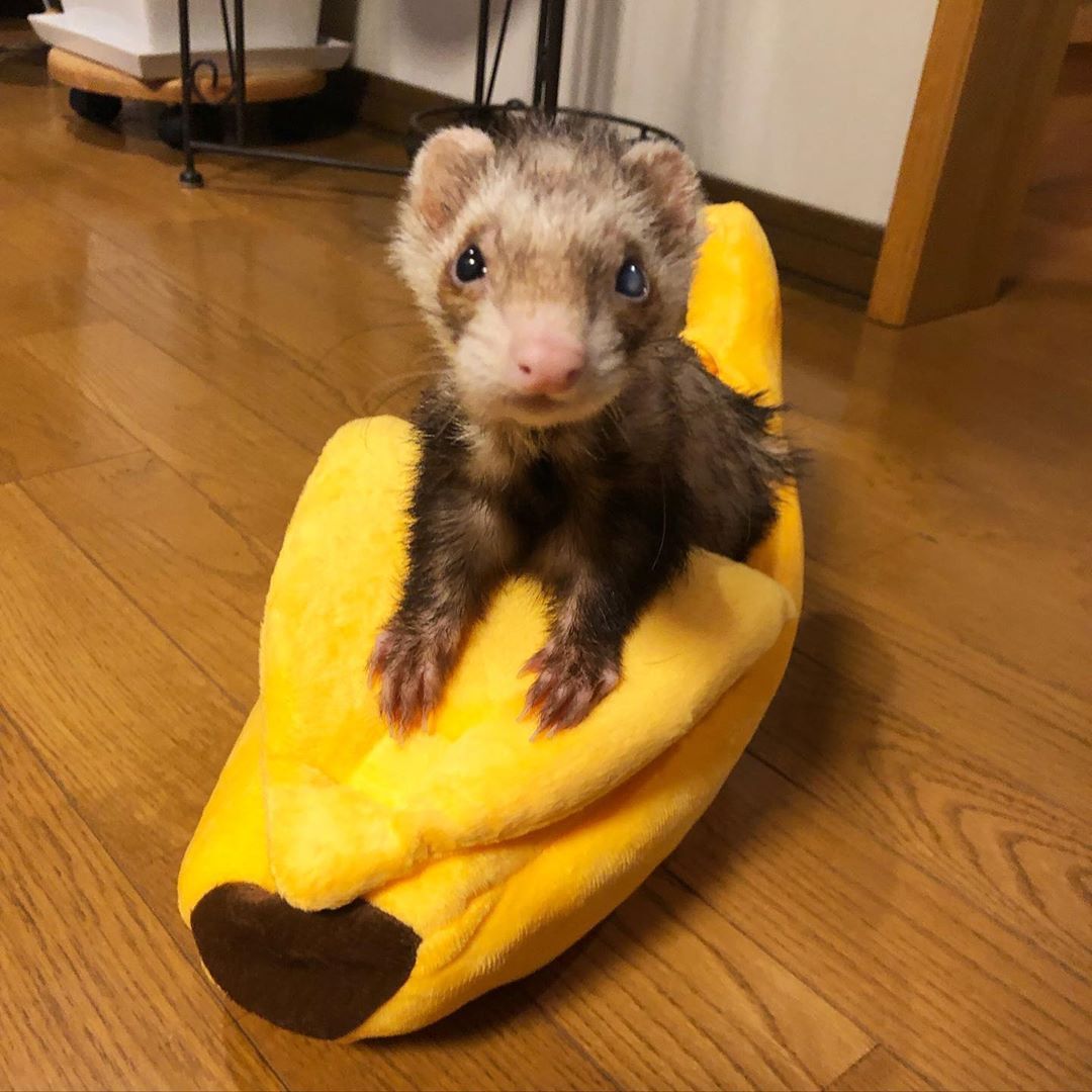 FerretPerHour's tweet photo. https://t.co/bEtqCiKWVA