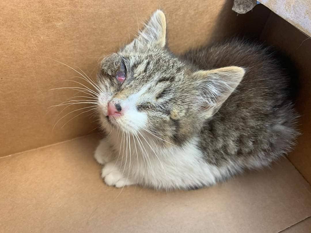 u9jqt136972jdjc's tweet photo. *URGENT***We were contacted about a little kitty in dire need of help... As you can see, something is terribly wrong with one of her eyes. Please help us save another life by donating in our BIO. Thank you! Updates to follow. ❤️PLEASE REPOST❤️ https://t.co/pSG18onovy