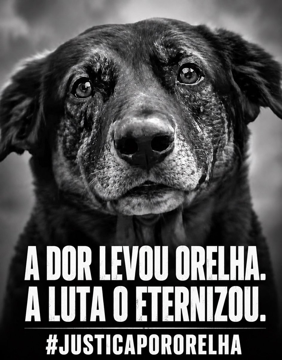 ClaudioFarias70's tweet photo. Ele é o símbolo de todos os cães ao redor do mundo que se escondem com medo, que são feridos, abandonados, torturados e aguardam ajuda.

Por isso, não devemos deixá-lo ser esquecido.
Orelhas vive.
#justicepororelha https://t.co/nynUKHZMhW