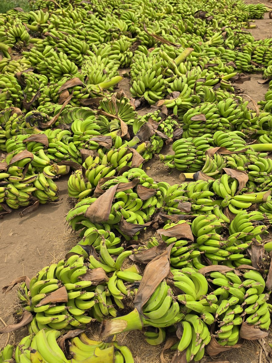 MohammedNoraAli's tweet photo. ግብርና ከማምረት በላይ ነው!
Agriculture Is Beyond Production!
Buqree Murtissok Bissol!
Qaago Daabisnay!
ተስፋን እንትከል!
Planting Hope!
#ከማምረትበላይ #MurtissokBissol #BeyondProduction #አዲሱየአፋርገፅታ #QafarakQusbaFooca #NewFaceOfAfar #Afar #Awsa #Dubti 🇪🇹 https://t.co/Vvof3afftA