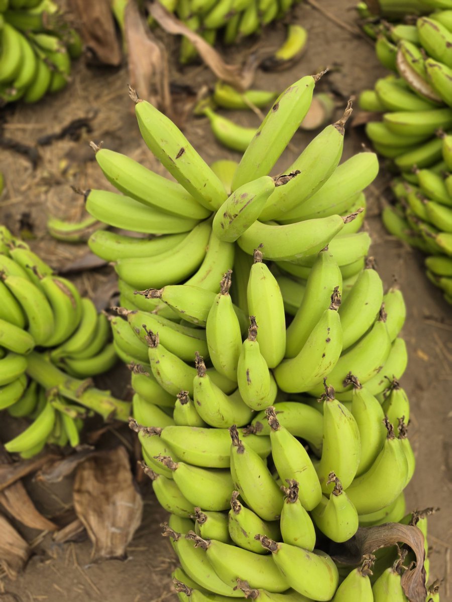 MohammedNoraAli's tweet photo. ግብርና ከማምረት በላይ ነው!
Agriculture Is Beyond Production!
Buqree Murtissok Bissol!
Qaago Daabisnay!
ተስፋን እንትከል!
Planting Hope!
#ከማምረትበላይ #MurtissokBissol #BeyondProduction #አዲሱየአፋርገፅታ #QafarakQusbaFooca #NewFaceOfAfar #Afar #Awsa #Dubti 🇪🇹 https://t.co/Vvof3afftA