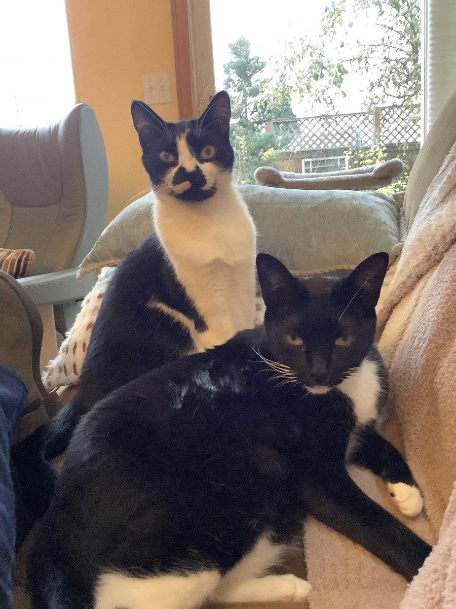 lemert_k's tweet photo. @RadioFreeTom Baxter and Sherman. They promise to be perfect gentlemen around Lily. https://t.co/S3IvOmlUrZ