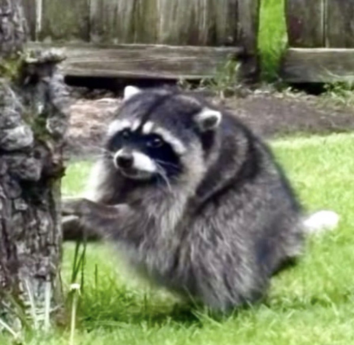 dpinelli1's tweet photo. @elonmusk @profstonge Jimothy survives on instinct everyday with short spine syndrome. You can do it. 🦝 https://t.co/o8B4qqRzwN