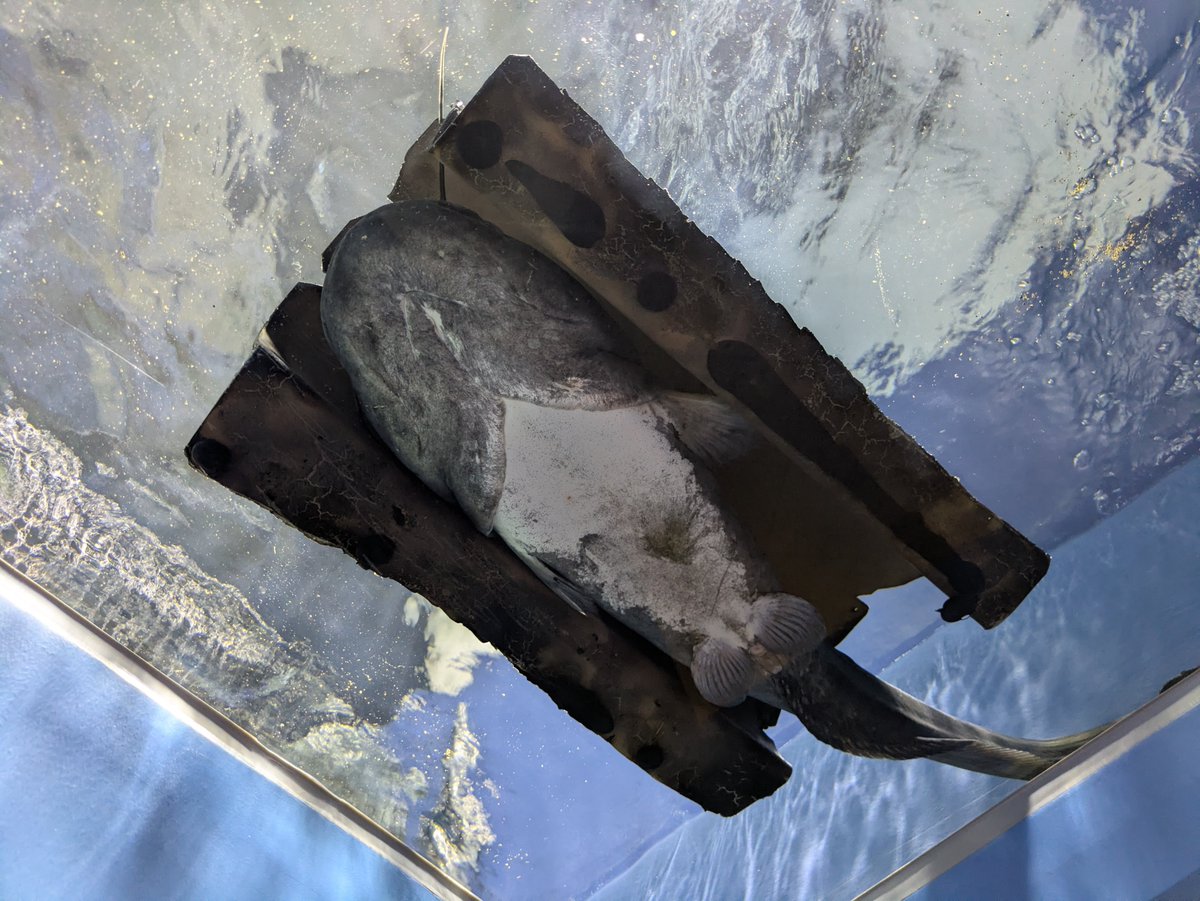 oikawamaru's tweet photo. 琵琶湖博物館の新ナマズ水槽楽しいです。これはビワコオオナマズの腹。 https://t.co/SGlA1SUi3w
