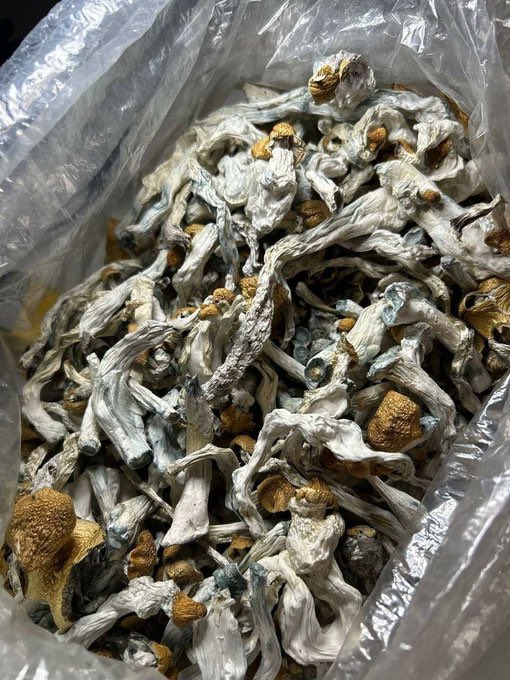 JoskyDs's tweet photo. #Shrooms #shroom #psychedelicArt #adderall #sprituality #trippy #mycology #love #fyp #fypage #ecstasy #pills #pharma #fentfree #fentanyl #mescaline #breakthrough #psychoactive #NFFC #xos #xanscandyland
#2cb #mindtherapy #btc #edibles https://t.co/x9yMSvt2L5