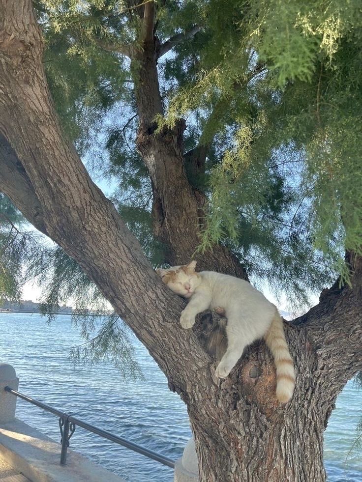 FREDDIELORDZUKO's tweet photo. HAD FUN:) This cat was a friend i made from a distance cause im allergic. #HTVPIC https://t.co/U2SCH6Np8y