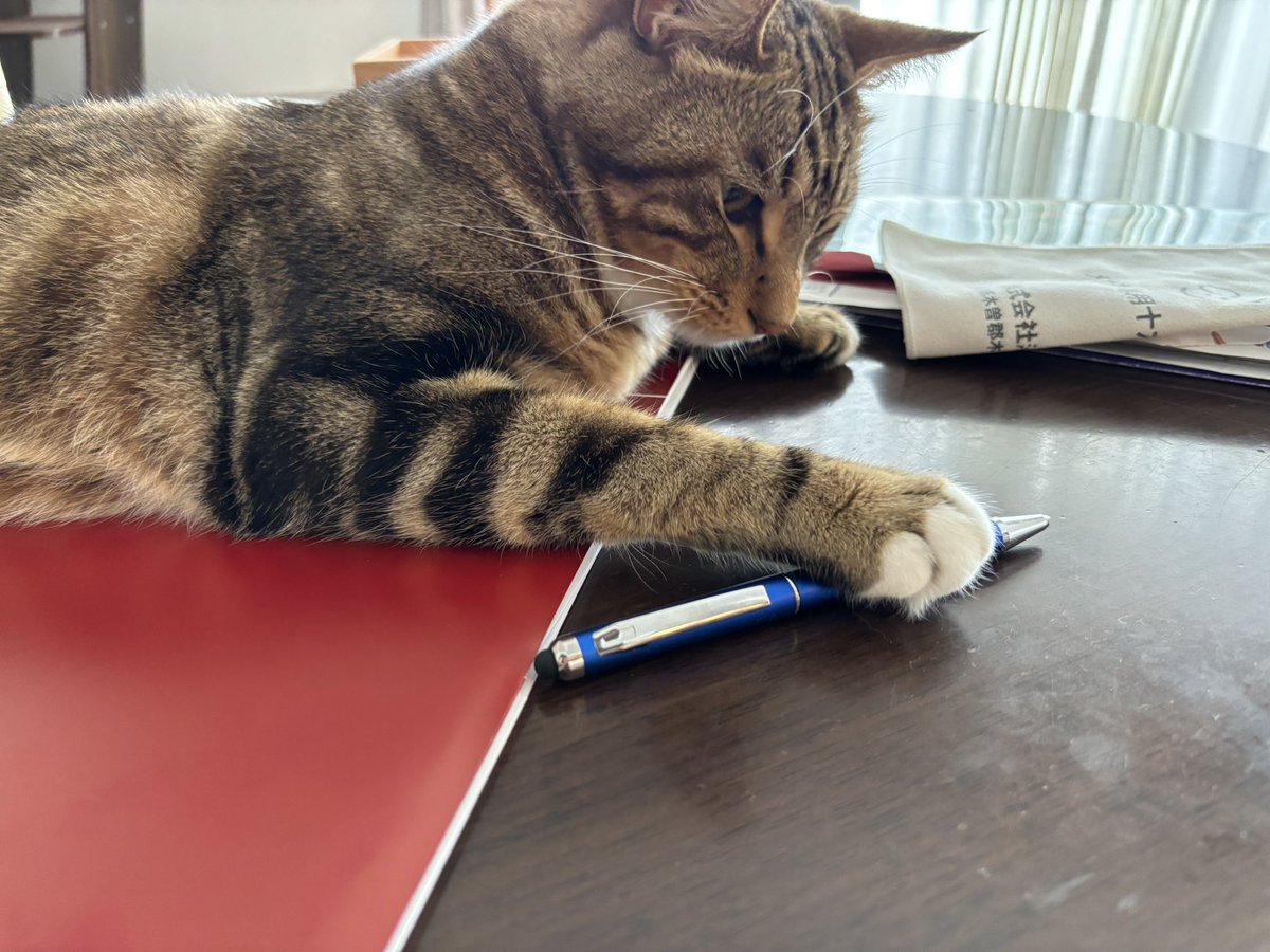 ay20201228's tweet photo. 私が読みたい書類の上で寝る猫と、その魅惑の腹毛。たびやんは腹は決して触らせない。元野良の矜持か？ https://t.co/gYhiyNj6aE