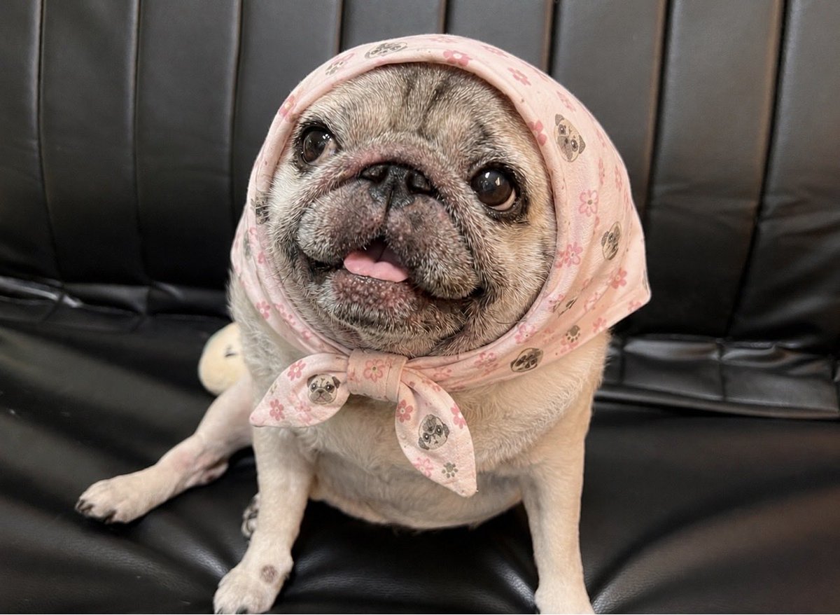 hanko522's tweet photo. ㊗️パグの日🐶✨
おめでとうございます🥰🙌
パグちゃんみんな幸せになりますように💕
#ハナちゃん https://t.co/j1Ge0Cfd0l