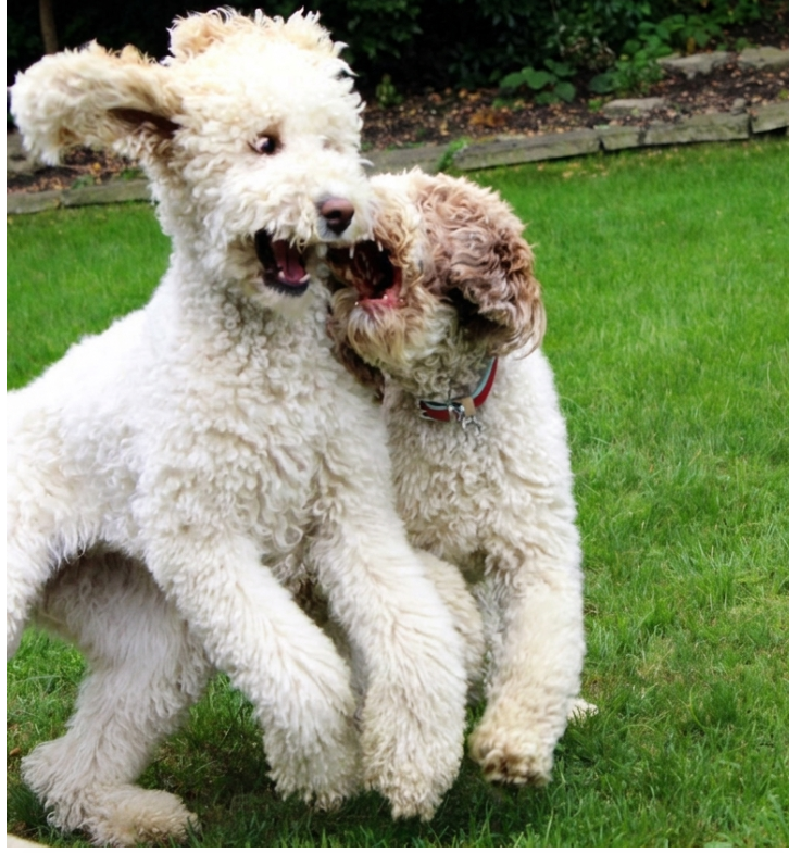 DoodleNessa's tweet photo. Me: "Please play gently girls." 
Nessa &amp; Macie: immediately enters the WWE ring 
They were absolute pros when it came to backyard wrestling, but they always ended it with a shared nap. Missing their chaotic, beautiful energy extra hard today. #RememberingNessaandMacie https://t.co/W7If2huXPj