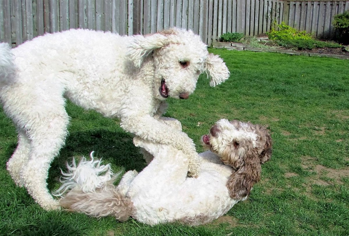 DoodleNessa's tweet photo. Me: "Please play gently girls." 
Nessa &amp; Macie: immediately enters the WWE ring 
They were absolute pros when it came to backyard wrestling, but they always ended it with a shared nap. Missing their chaotic, beautiful energy extra hard today. #RememberingNessaandMacie https://t.co/W7If2huXPj